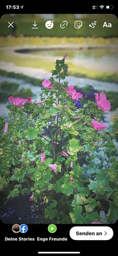 Motiv Foto für Instagram Story von einer Blume